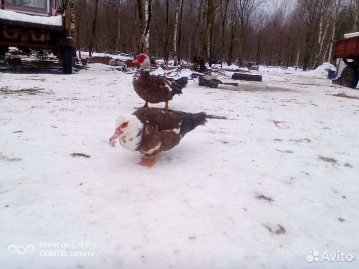 Яйца утиные