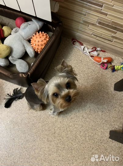 Йоркширский терьер