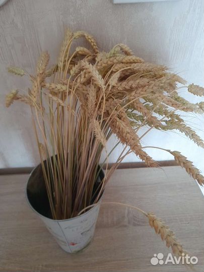 Колоски пшеницы