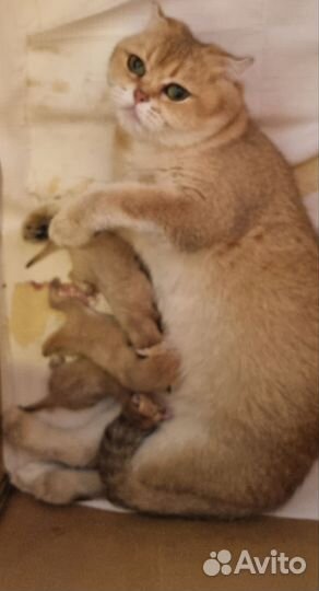 Британские котята