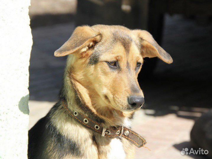 Маленькая собачка