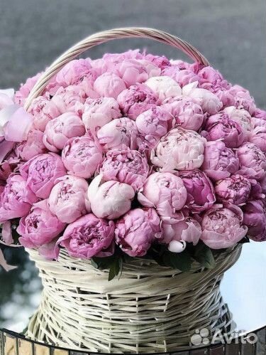 Букет пион цветы