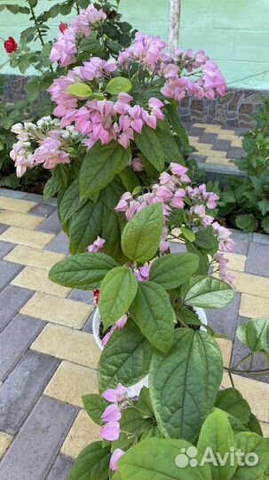 Клеродендрум