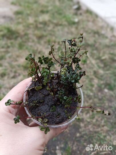 Тимьян (Чабрец)лимонный