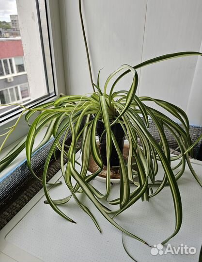 Хлорофитум кудрявый