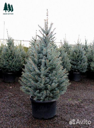 Ель голубая 2.08 м и др