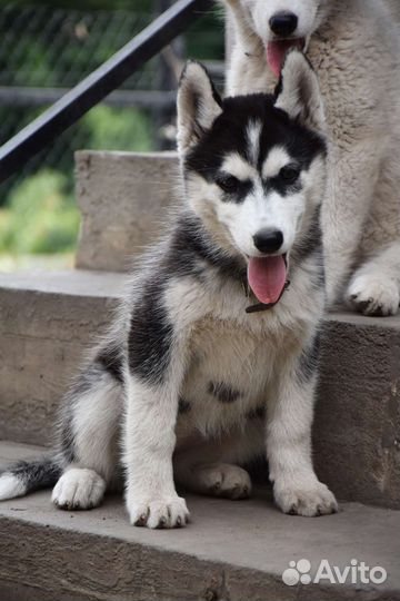 Сибирский хаски щенки