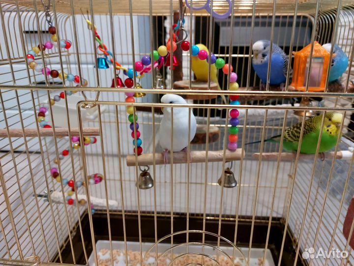 Волнистый Попугай