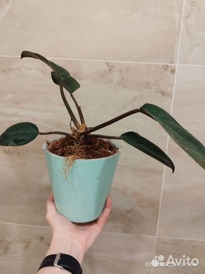 Филодендрон Рэд Конго