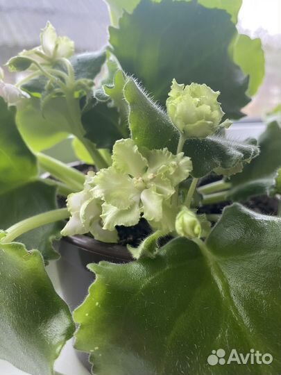 Фиалка в горшках