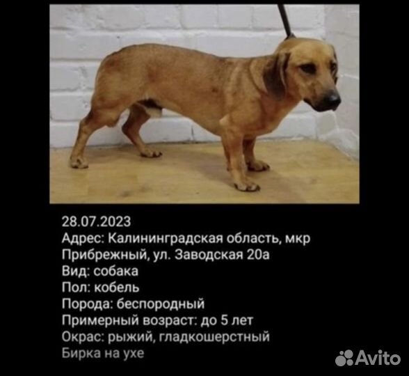 Собака ищет дом