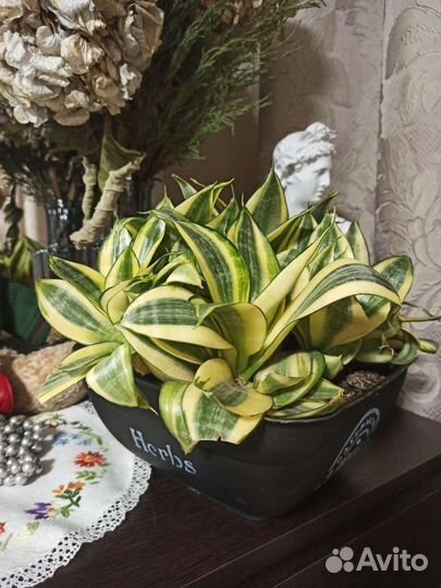 Сансевиерия Голден Ханни, Ханни Крео, Лауренти