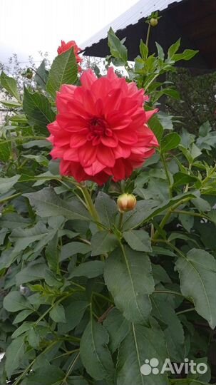 Георгины, пионы