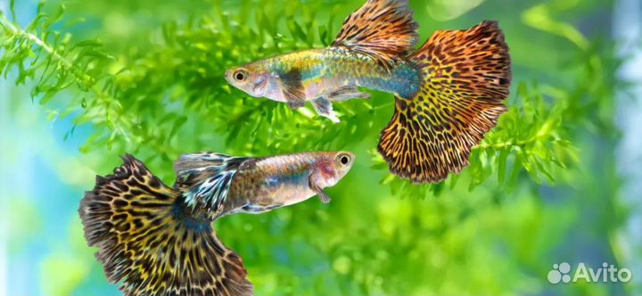 Аквариумная рыба гуппи опт и розница