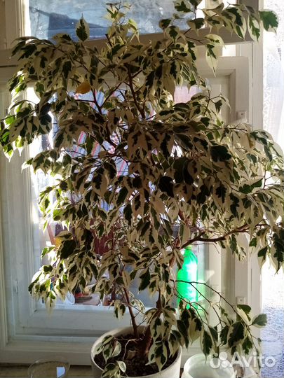 Фикус бенджамина пестролистный