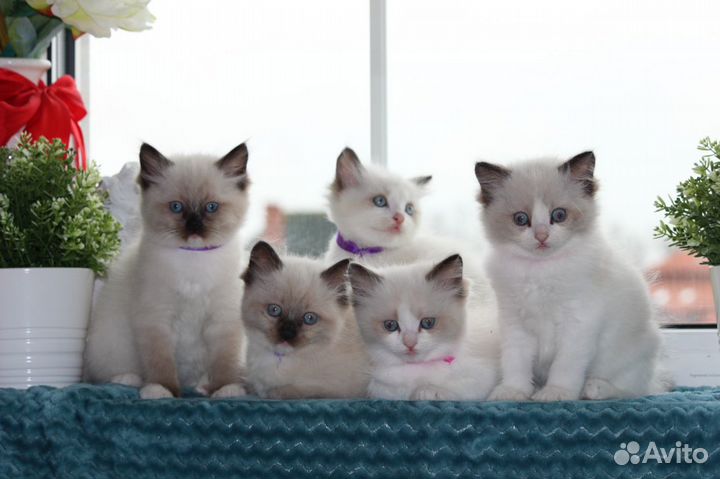 Котята рэгдолл