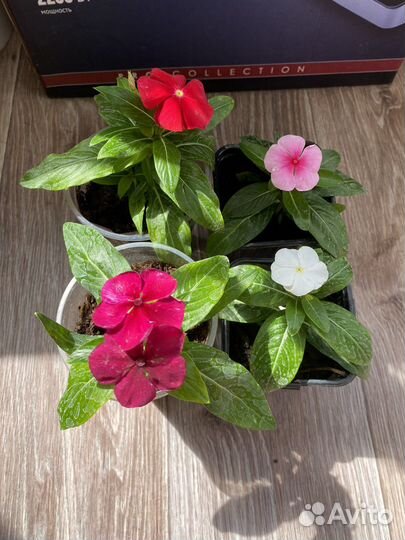 Катарантус