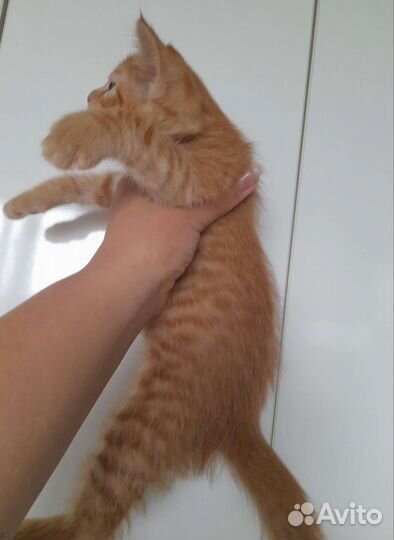 Котята -Рыжий котик