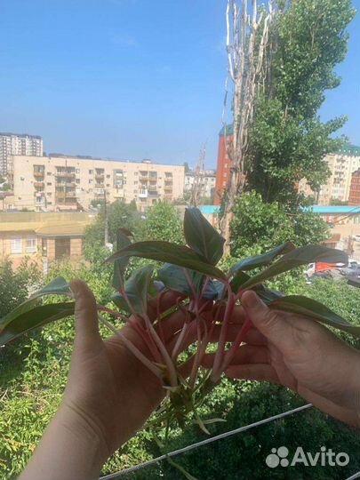 Аглаонема крит