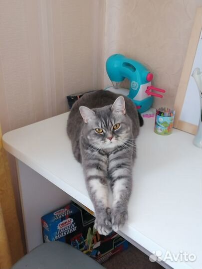 Передержка кошек