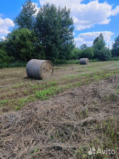 Продам сено в рулонах