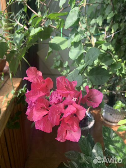 Бугенвиллия