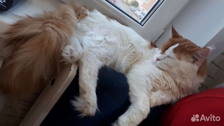 Кот мейн кун