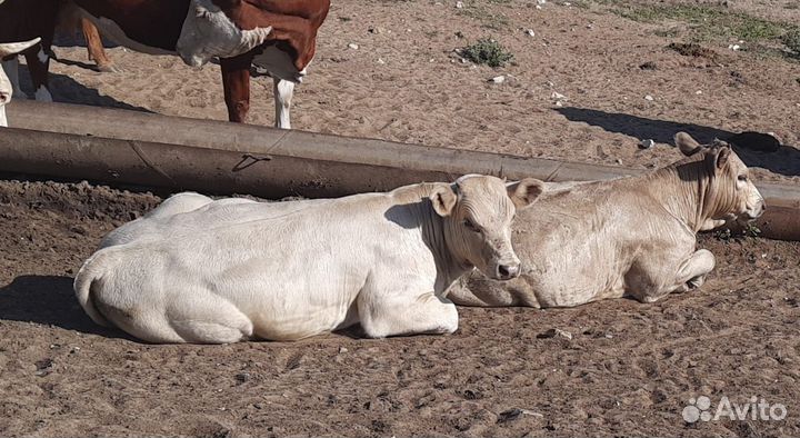 Бычки, телочки