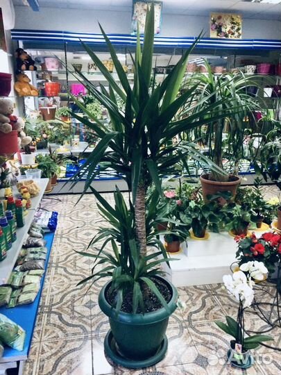 Пальма,Драцена,Юкка