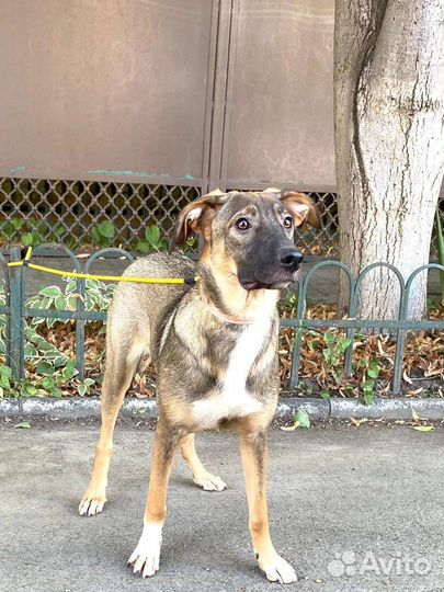 Бельгийская овчарка