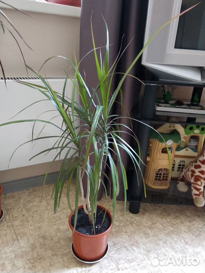 Цветок Драцена