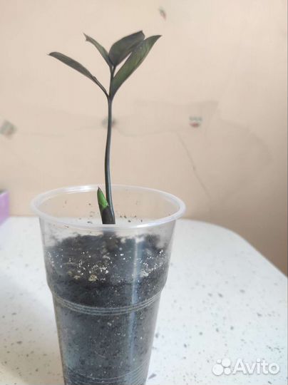 Зимиакулькас черный