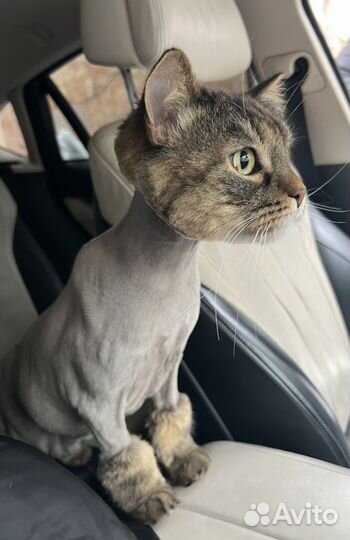 Стрижка котов и кошек без наркоза