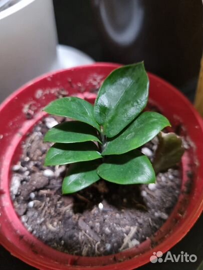 Сансевиерия сортовая Замиокулькас зензи,хавортия