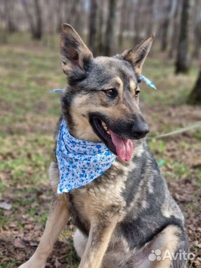 Спасите из приюта