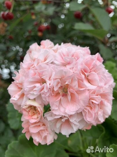 Пеларгония герань