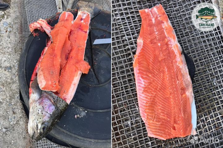 Свежая рыба Форель охлажденная / от Производителя