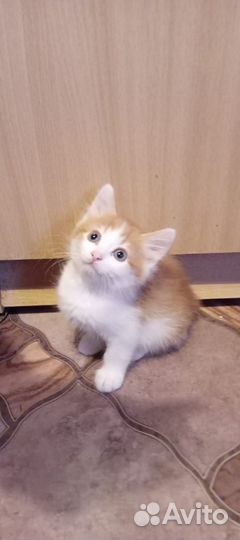 Домашние животные котята