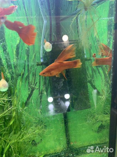 Флаговые меченосецы и Молли Лира