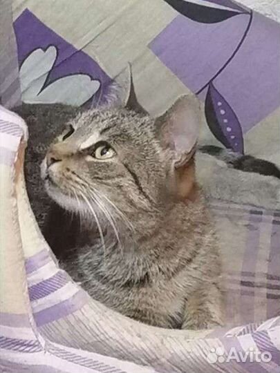 Кошка ласковая