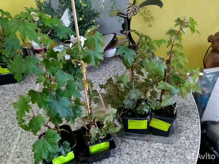 Бегония Дрега каудексная