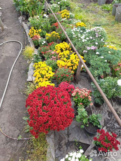 Хризантемы и мультифлоры