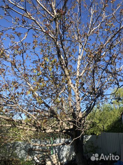 Грецкий орех саженцы