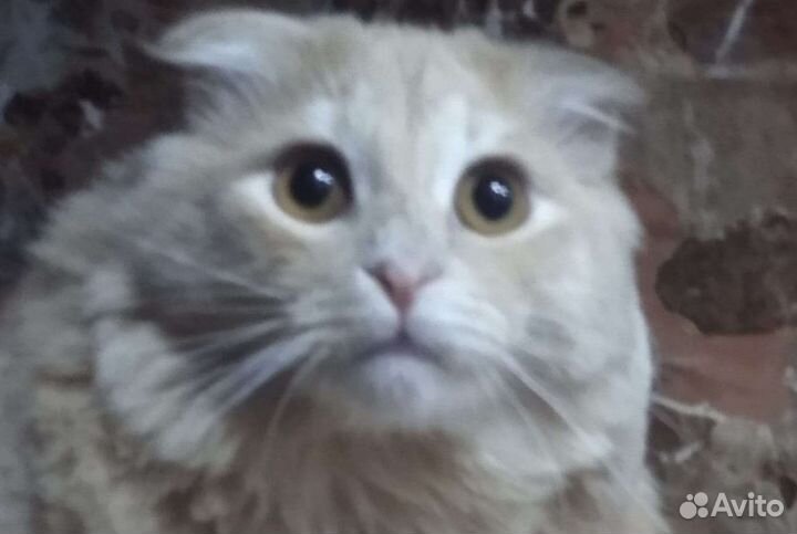 Шотландский кот приглашает на вязку