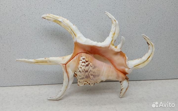 Ширагра 22,5 морская ракушка раковина