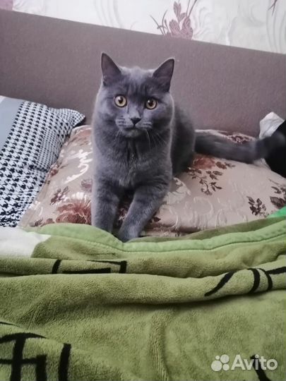 Домашние животные котята