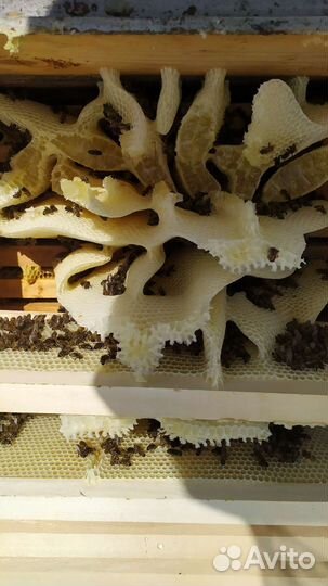 Мед горный натуральный. 100 #