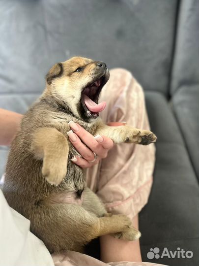 Щенки сиба ину