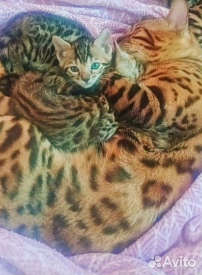 Бенгальские котята