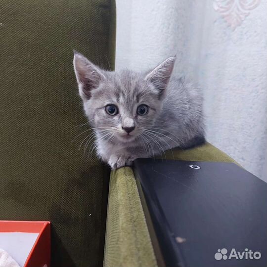Кошка в дар бесплатно